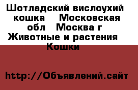 Шотладский вислоухий (кошка) - Московская обл., Москва г. Животные и растения » Кошки   